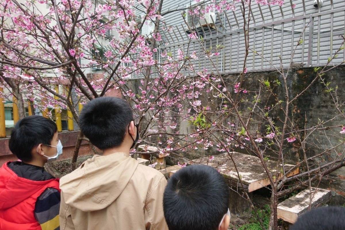 辛亥國小學生能在校園內賞櫻直呼好幸福