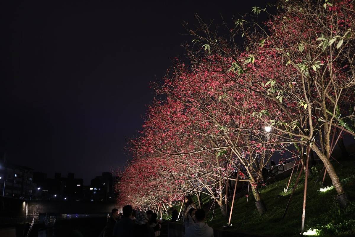  2023內湖樂活夜櫻季在夜晚絢麗燈光的點綴下，花影繽紛錯落尤其浪漫