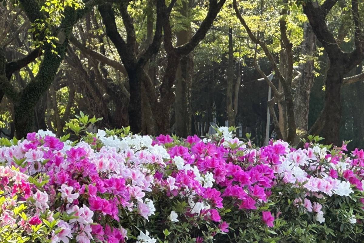 大安森林公園杜鵑花盛開