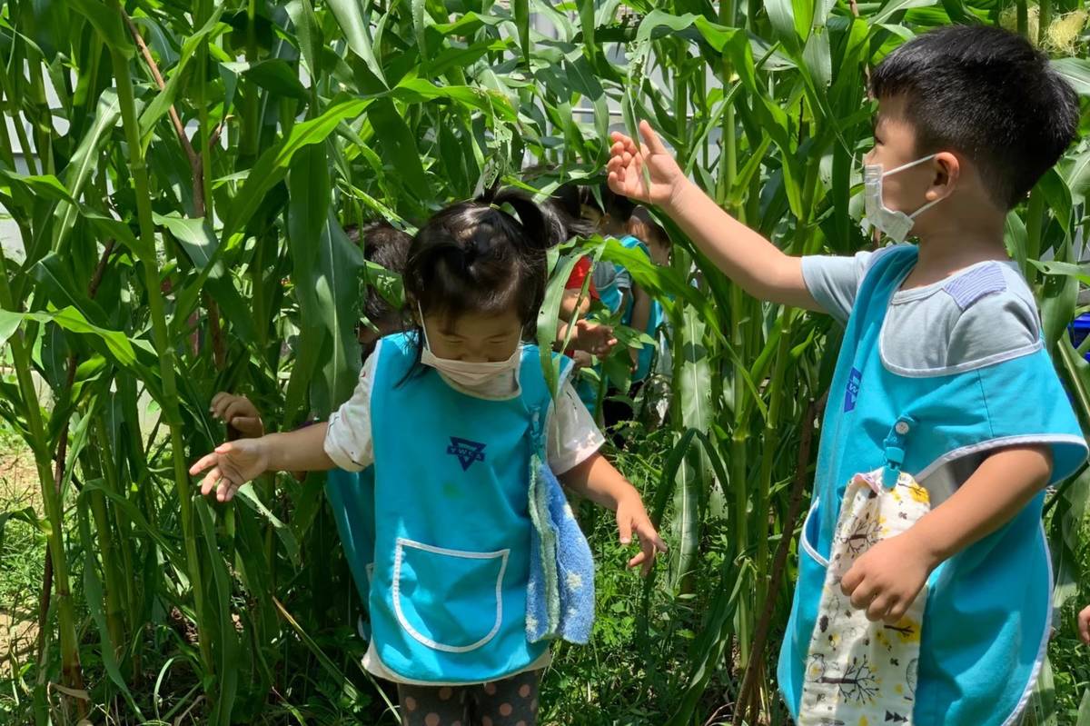 吉中園幼兒在中庭菜園探索玉米田