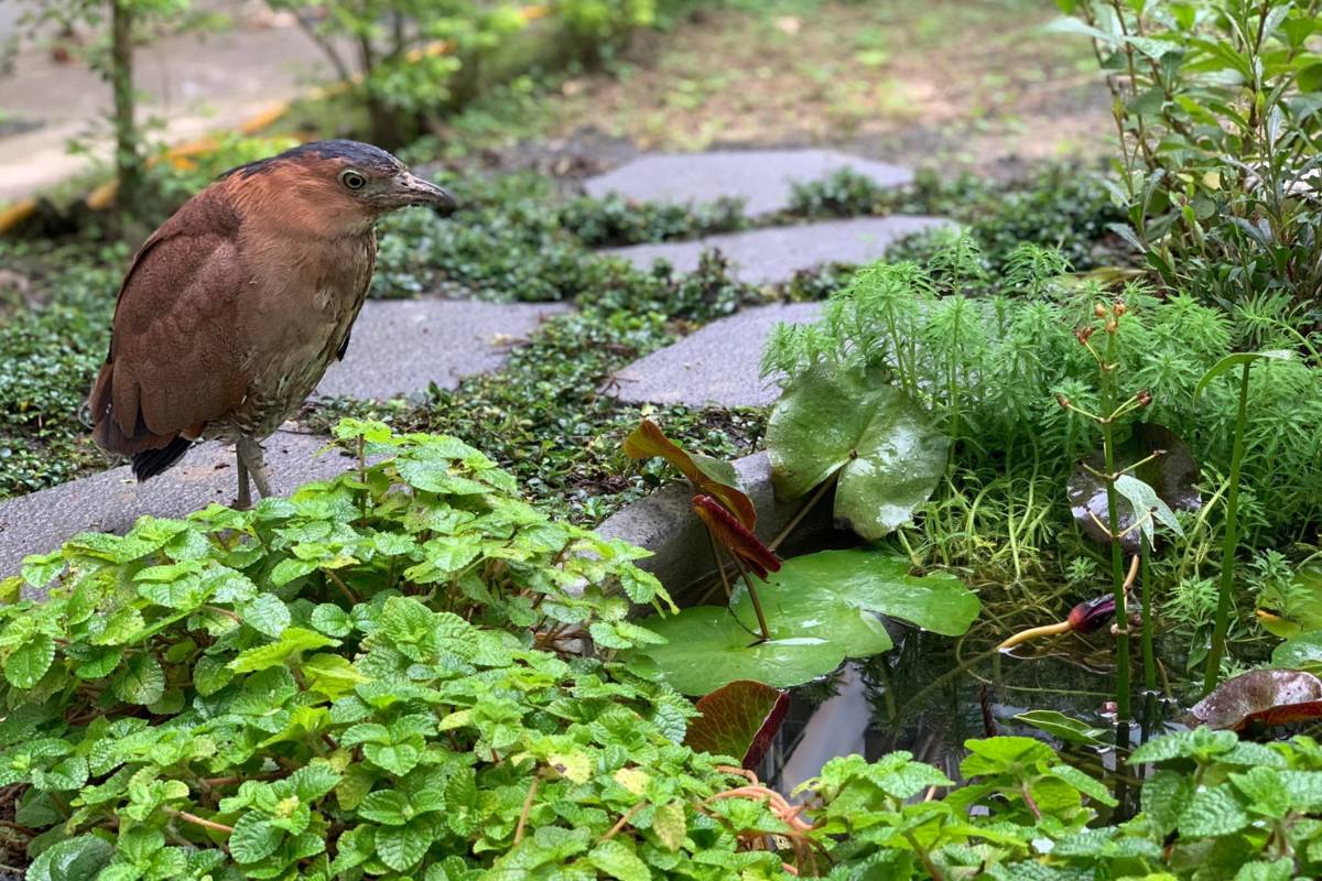 吉中非營利幼兒園中庭生態池訪客─黑冠麻鷺