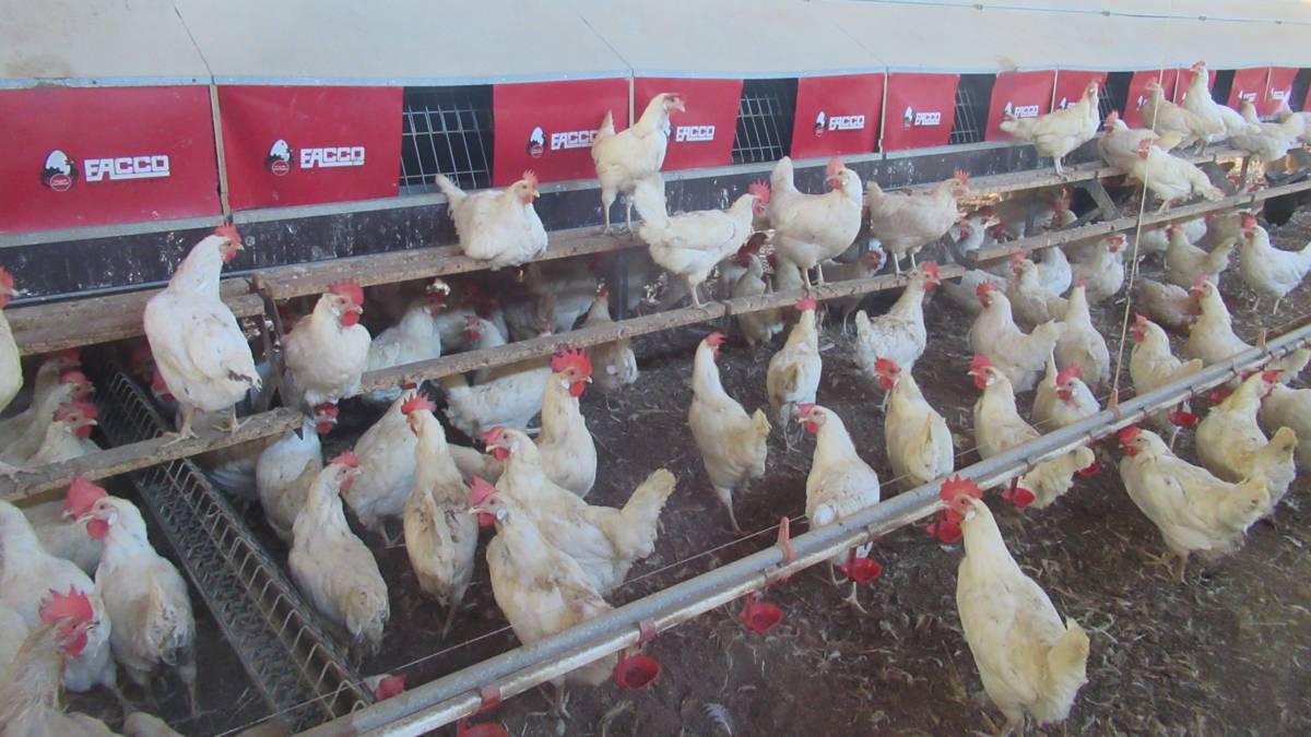 位在彰化大城的養雞場御品園，以符合動物福利的標準飼養蛋雞，然而，目前臺灣蛋雞生產系統仍以傳統籠飼為主，友善飼養仍只有只有1成。