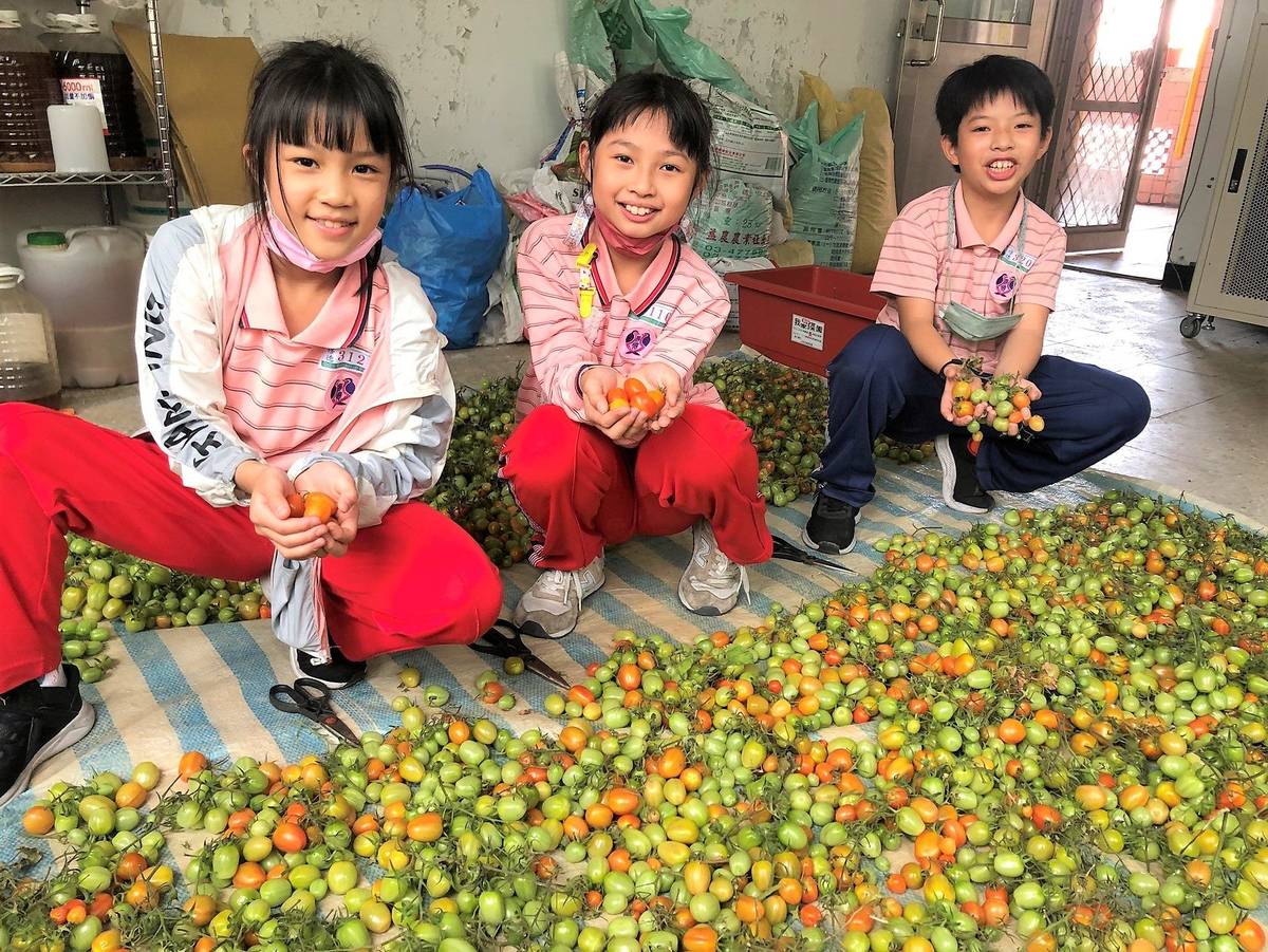 修德國小親師生有機栽種的小番茄大豐收