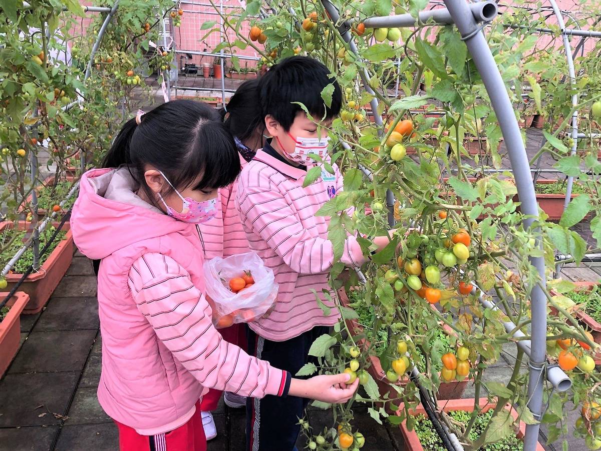 修德國小學生細心照顧小番茄，採收豐碩果實