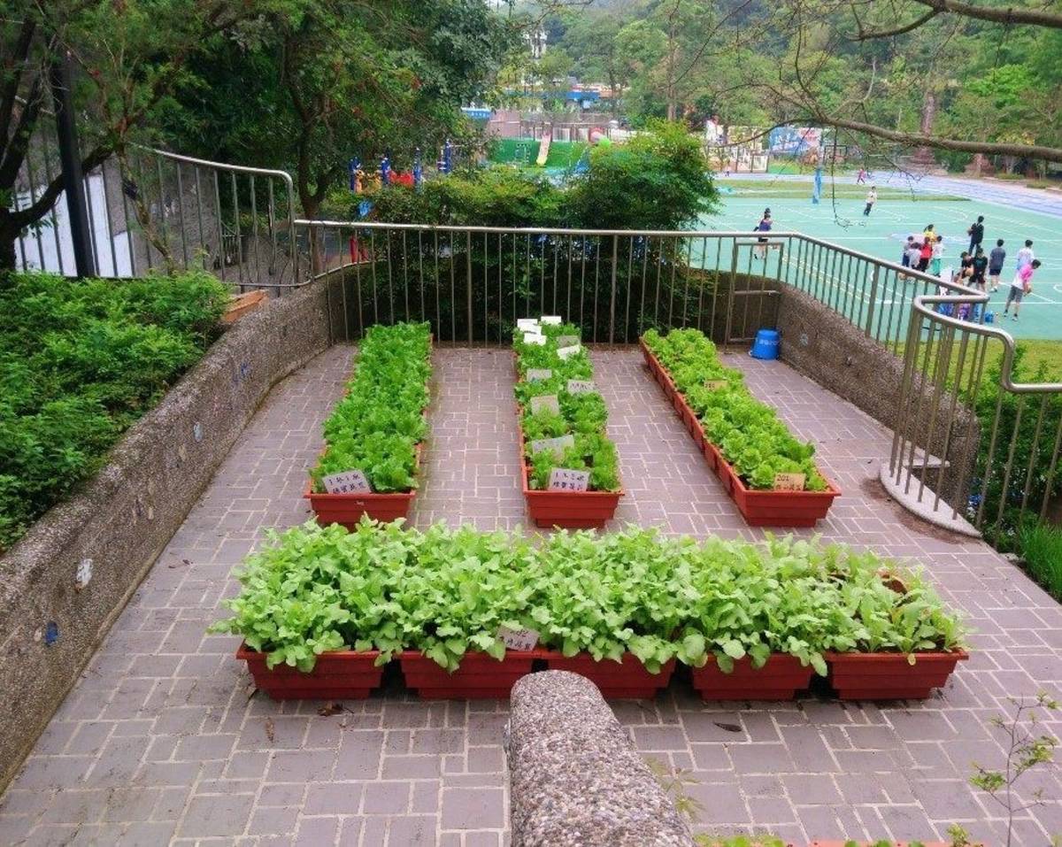 低年級綠屋頂菜園大豐收