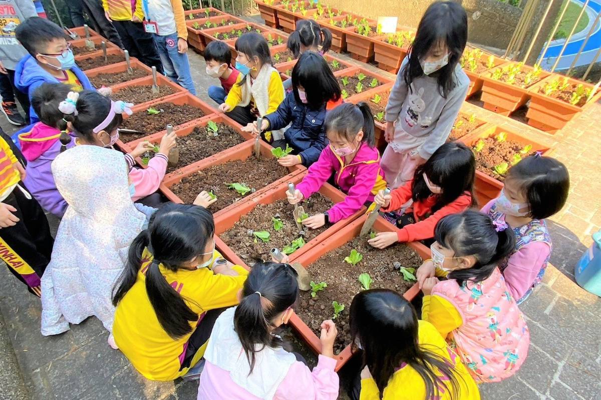 二年級學生親手栽種、照顧萵苣