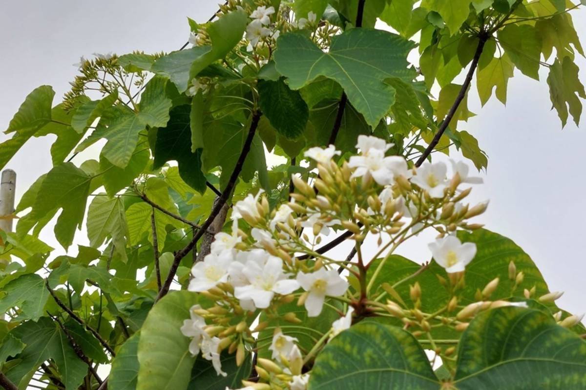 正值油桐花盛開期，臺東縣府邀民眾到鹿野鄉體驗桐花盛宴。