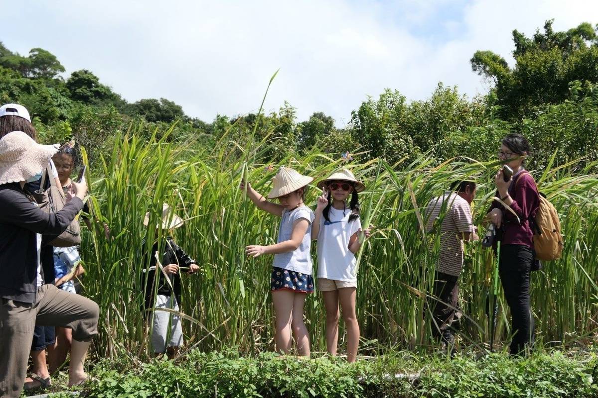 湖山社區會舉辦「小小農夫體驗活動」(圖片來源:臺北市大地處)