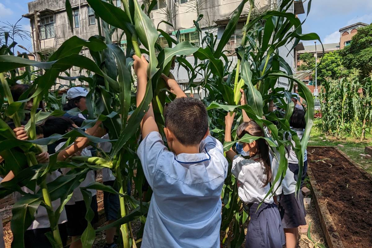 國立臺北教育大學附設實驗國小三年級學生歡欣收成玉米