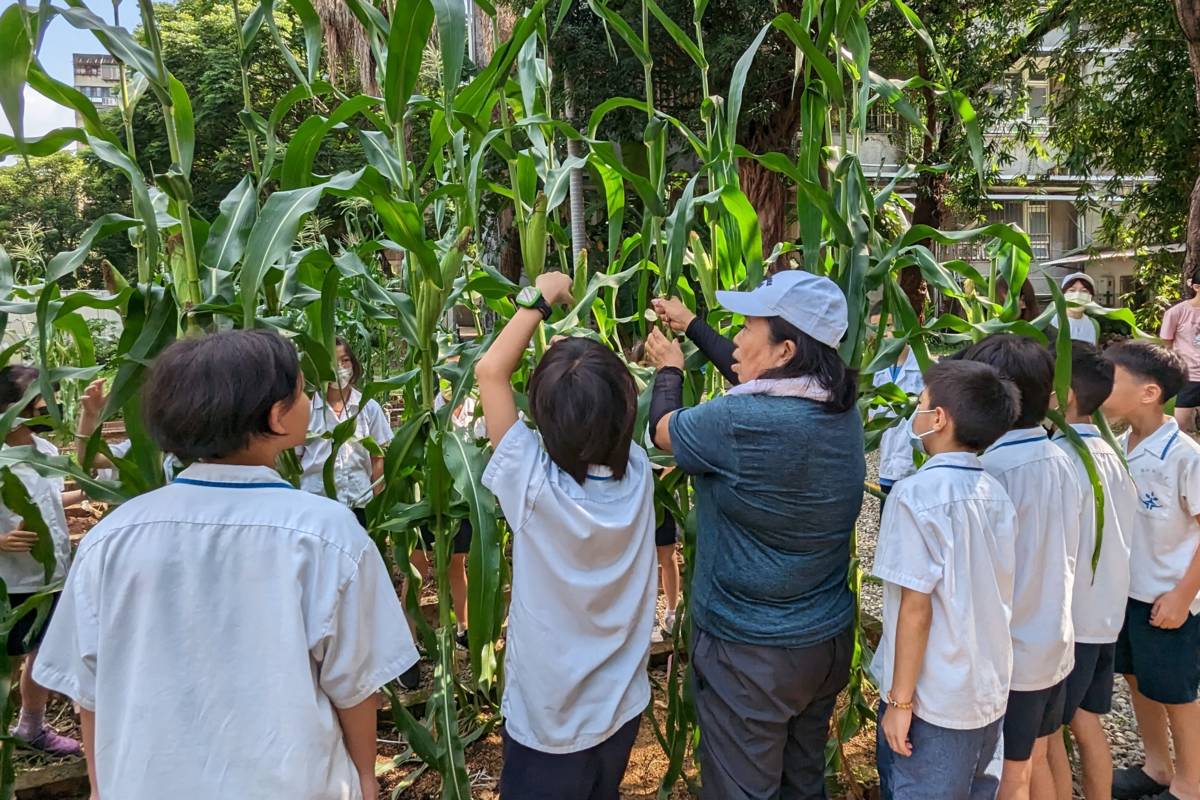 農場志工羅大姊指導學生採玉米