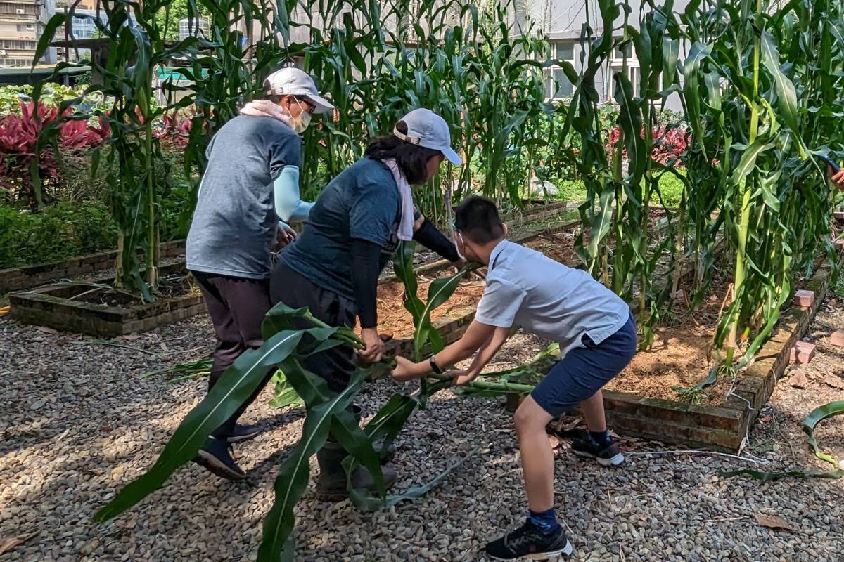 玉米採收後剩下的葉子可作堆肥，永續田園