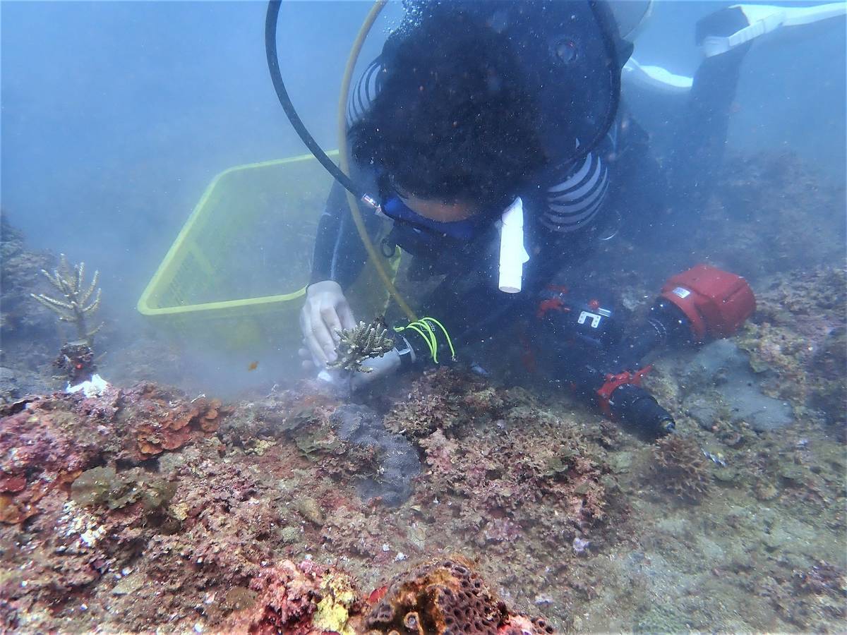 卯澳灣移植珊瑚