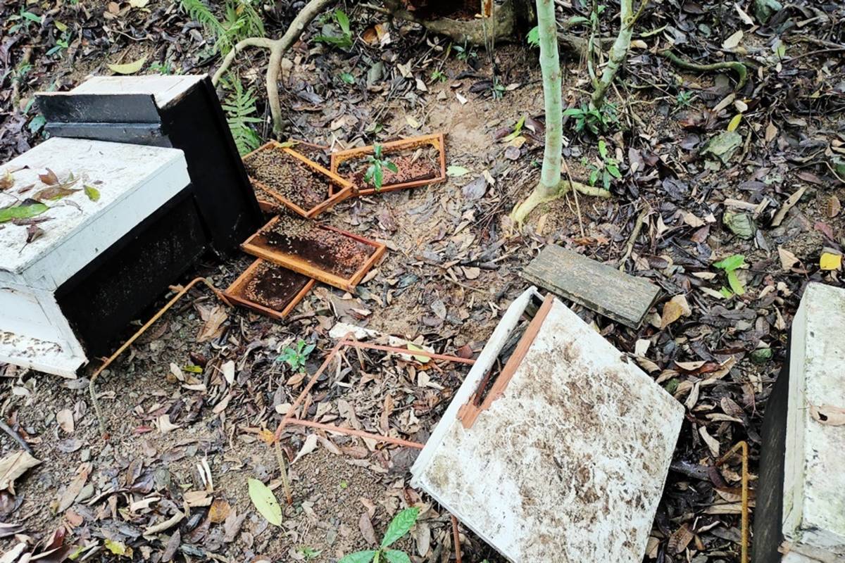 臺東市建和社區蜂農通報蜂箱遭破壞，經設置紅外線相機攝得影像，初步判斷是臺灣黒熊所為。