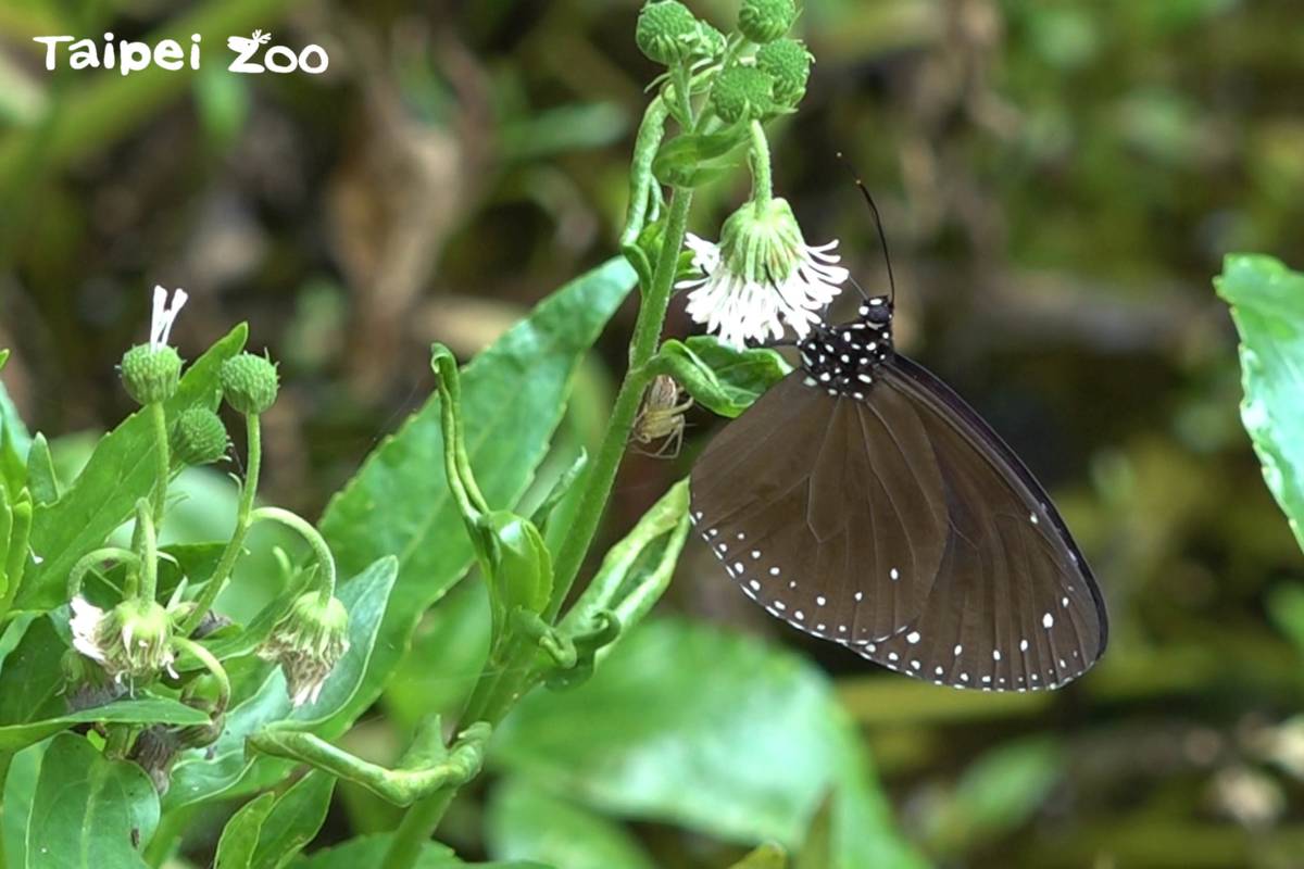 動物園表示，紫斑蝶每年至少會出現3次大規模遷移
