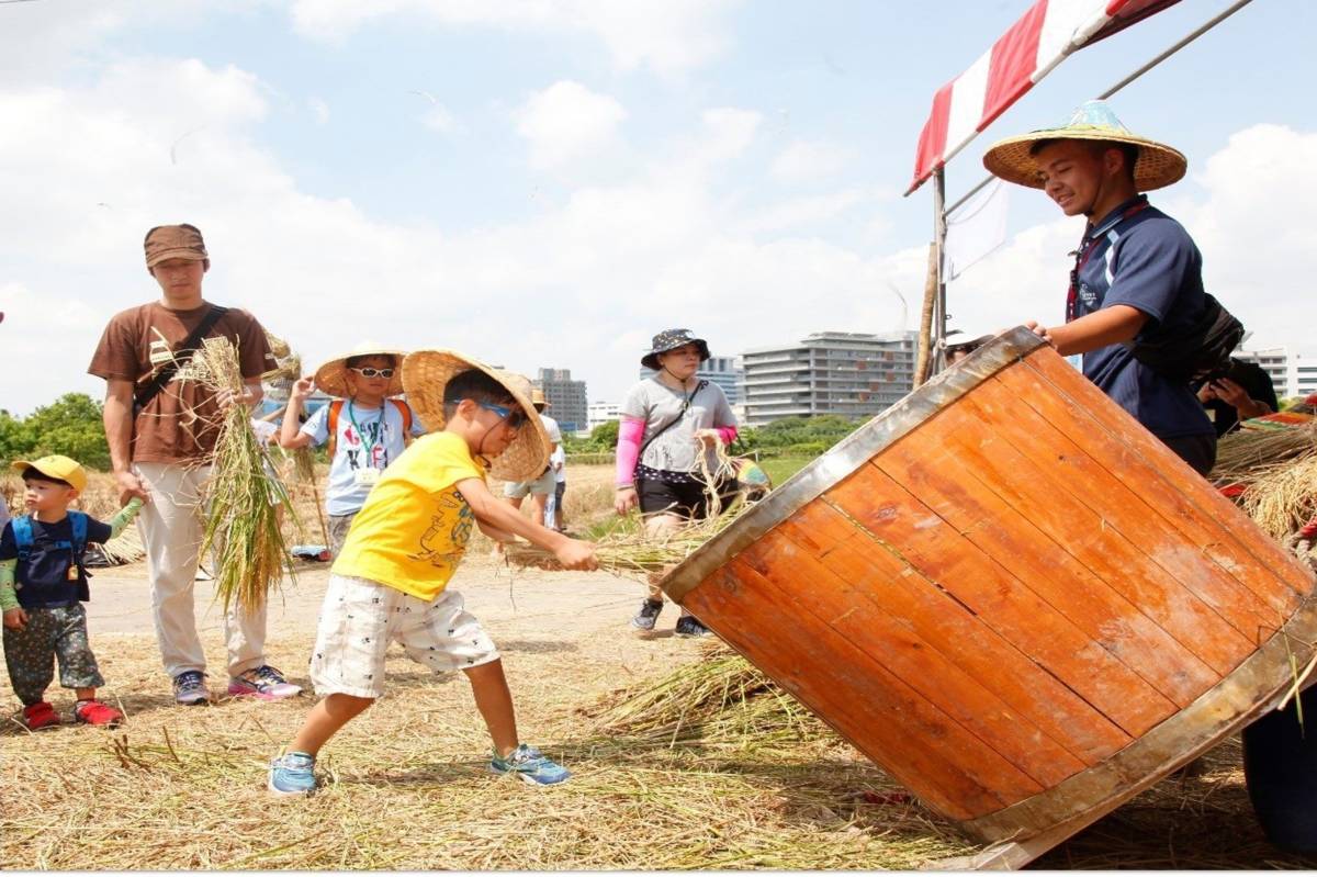 「北投水稻季」體驗關渡在地稻米生產的過程和米食文化