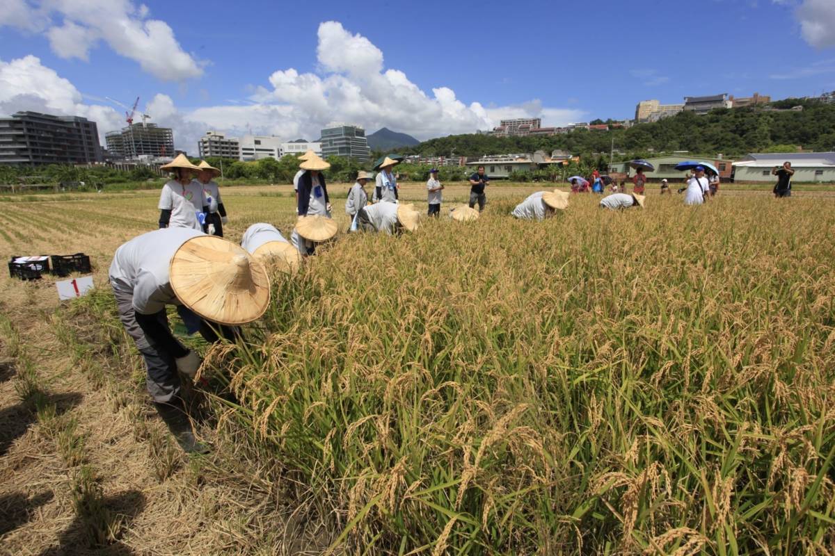 「臺北有農」暑期活動，讓親子透過寓教於樂的農事體驗，認識食物、土地和生活的連結