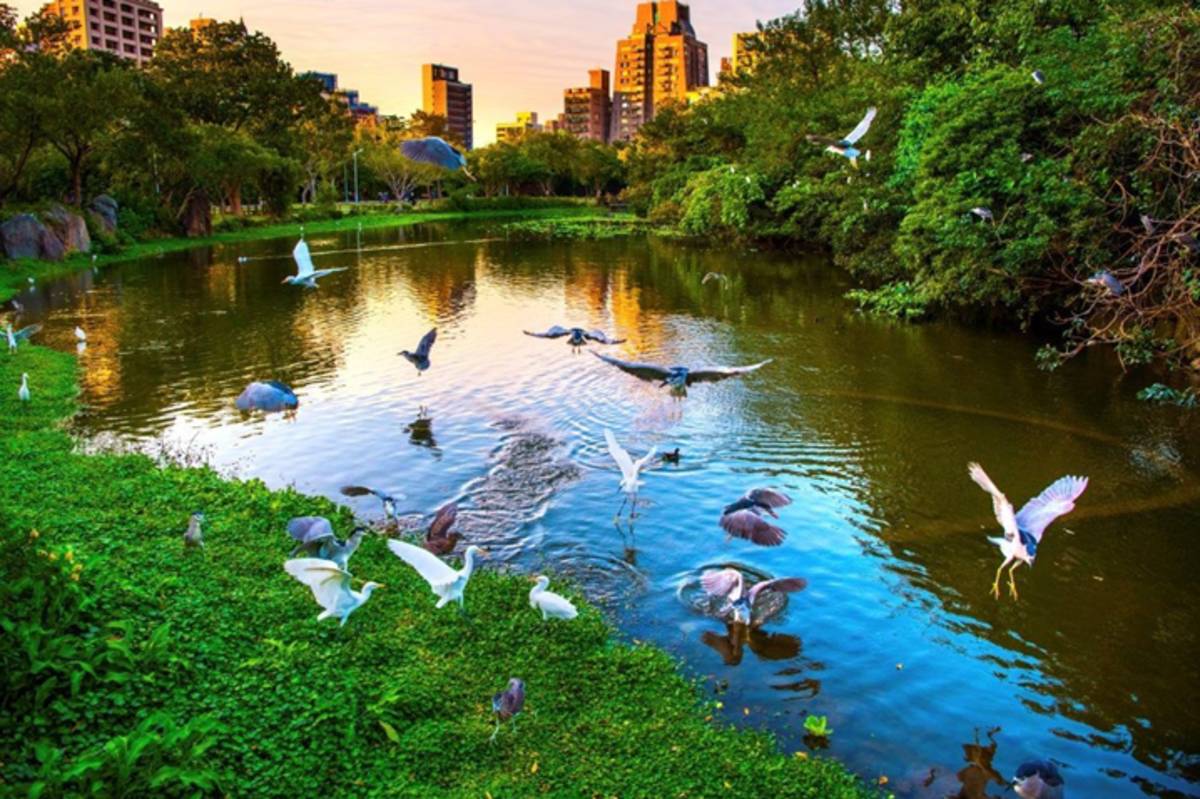 大安森林公園內的大生態池，是愛鳥民眾在城市中最佳欣賞野鳥的景點