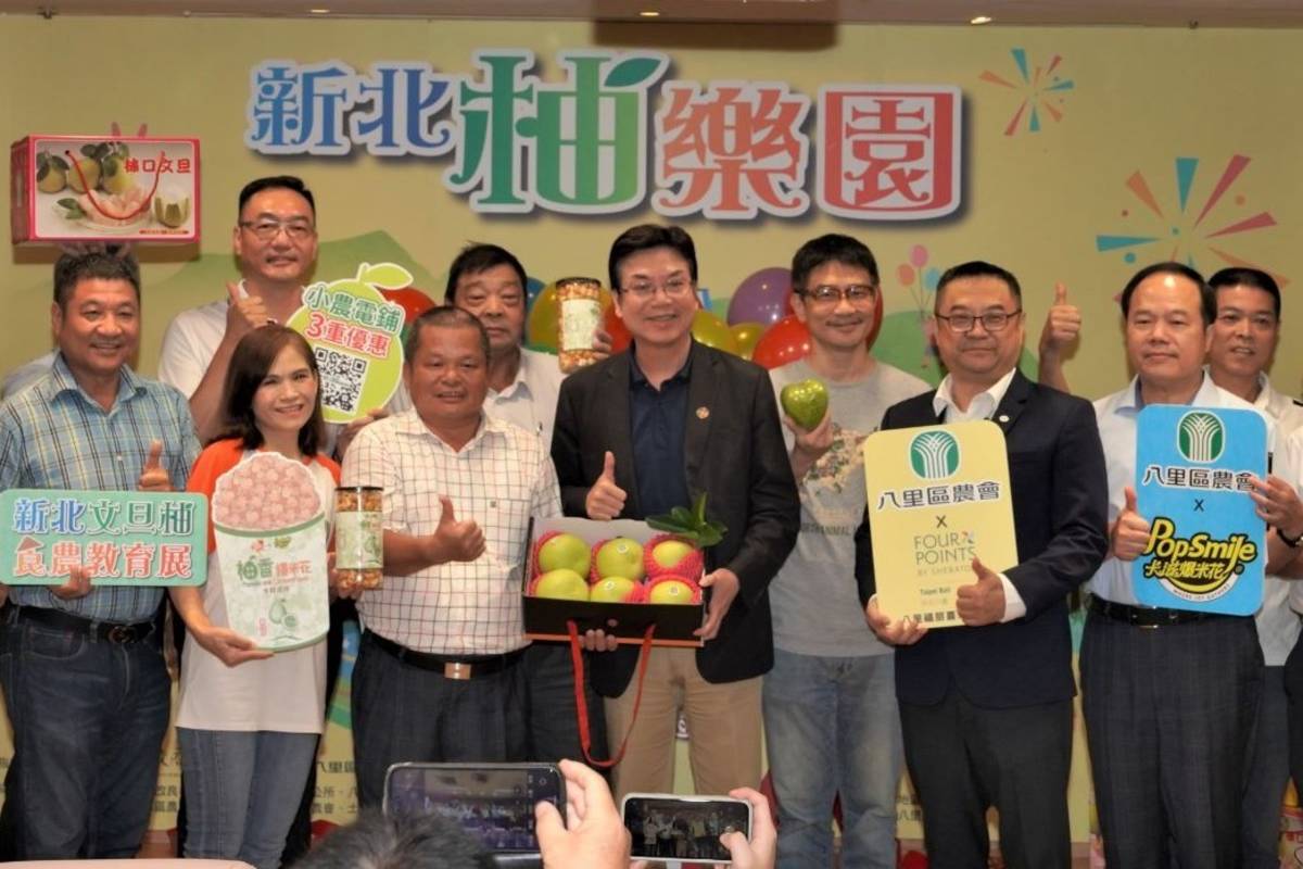 新北文旦柚上市 新北與在地品牌聯手推廣八里文旦柚
