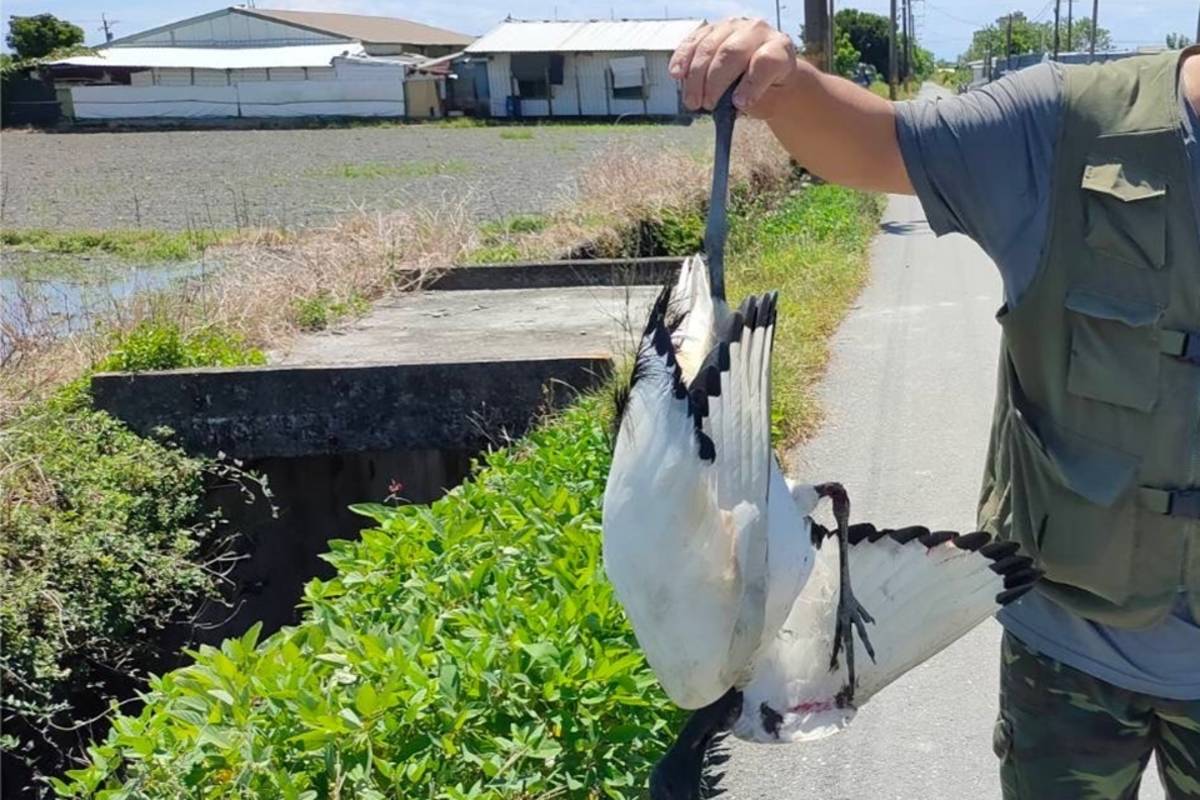 臺東市豐里地區農田出現外來種「埃及聖䴉」，林業及自然保育署臺東分署接獲通報，隨即請移除專隊前往完成移除工作。