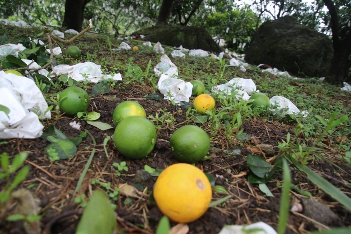 海葵颱風強襲，臺東農作物受損嚴重，災損超過6億元。