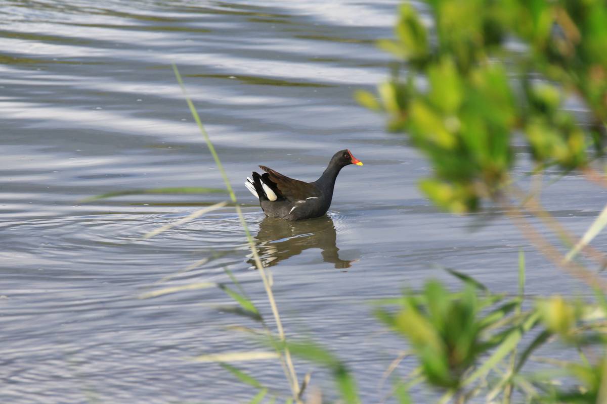 社子島濕地有不少鳥類駐足