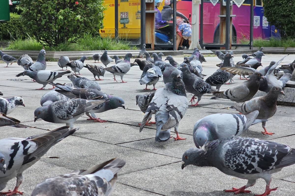 臺北市近年野鴿導致族群數量劇增，影響都市環境