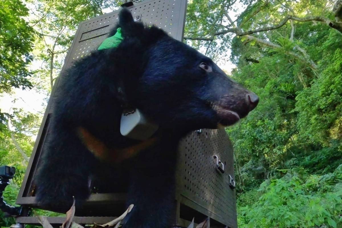 林業保育署臺東分署今年8月野放臺灣黑熊「里高萬」。