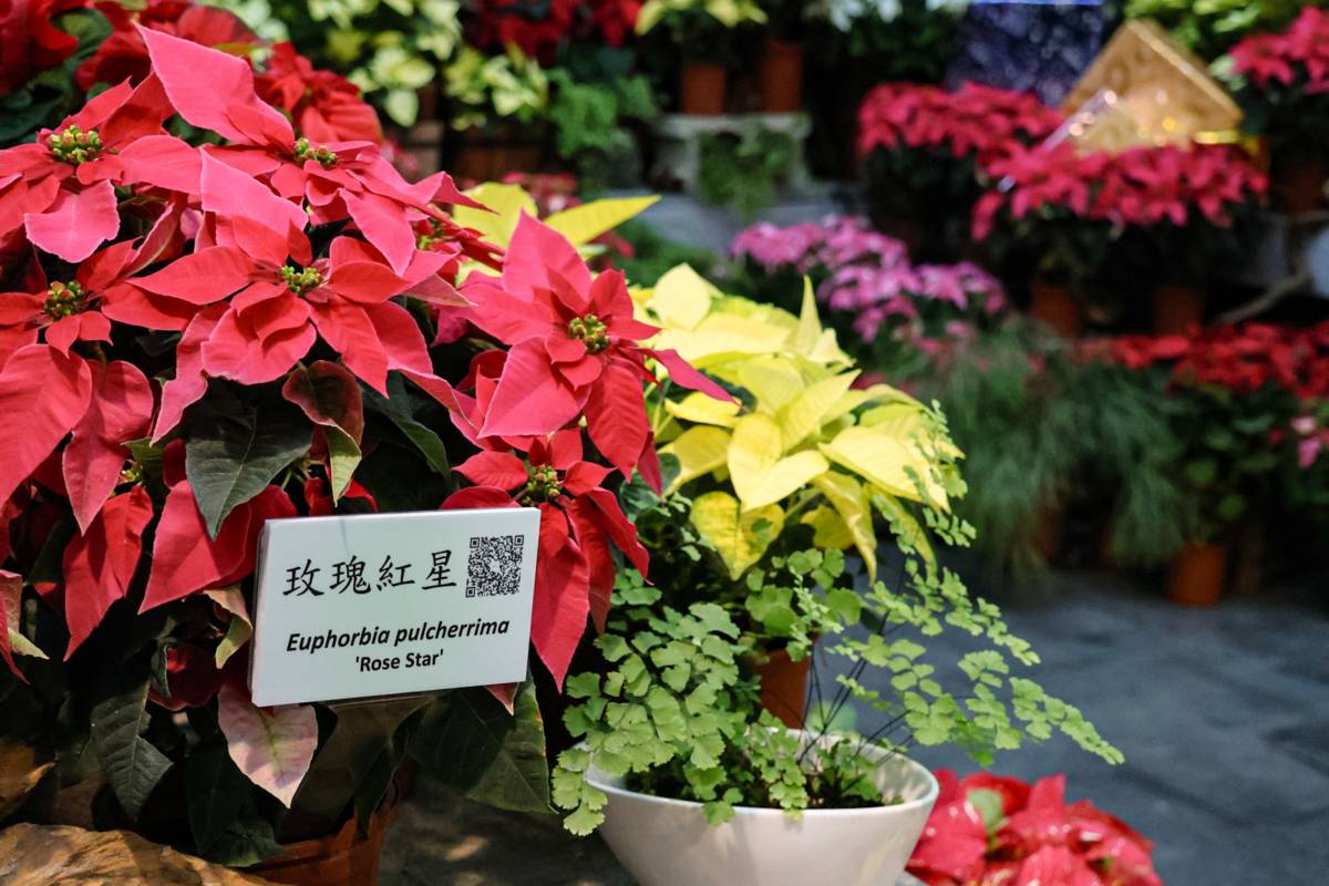 科博館推出《聖誕紅。不紅？聖誕紅新品種花展》，在植物園特展室打造聖誕紅專區，展出國內外14種紅、粉紅、白、黃色等美麗的聖誕花。圖片提供：國立自然科學博物館