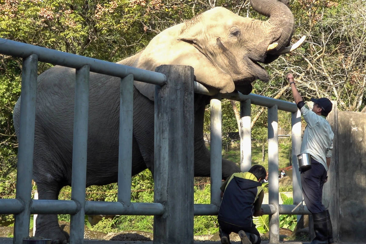 保育員為非洲象修腳趾的同時，另一位保育員負責餵食，安撫非洲象情緒