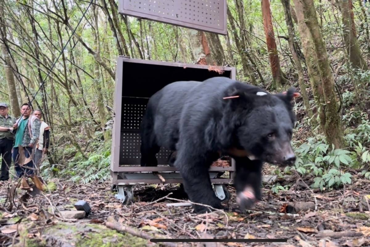 臺灣黑熊Hundiv歷經4個半月照養後野放重返山林。