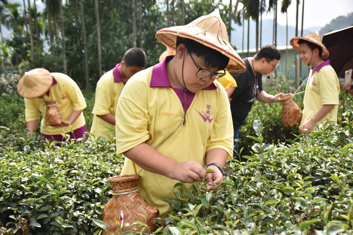 鶯歌國中-學生認真採「一芯二葉」的有機茶葉