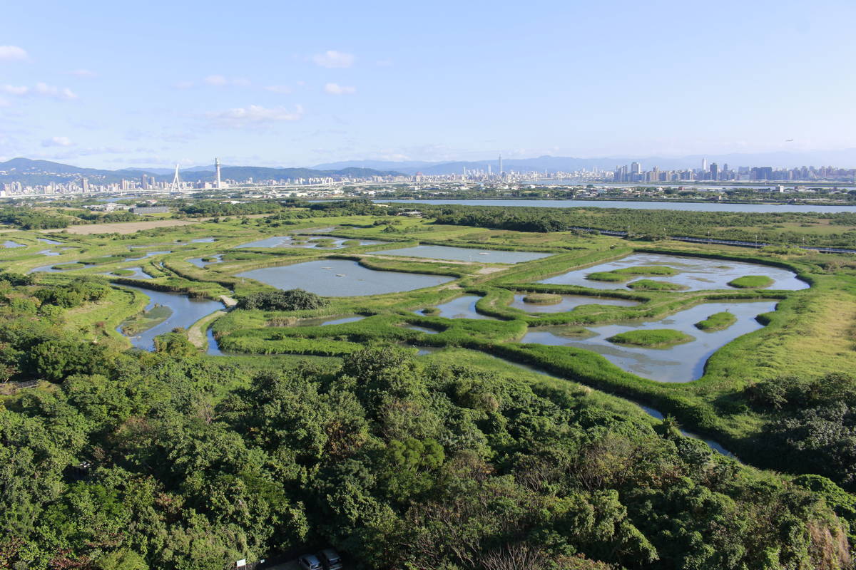 關渡自然公園核心保育區發現稀有保育類候鳥「大鵟」現蹤