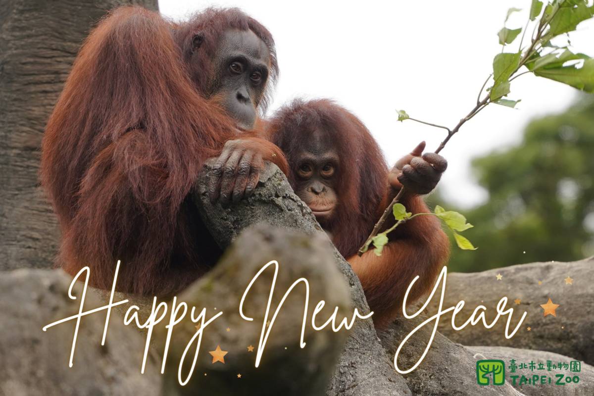 臺北市立動物園在2024年1月1日元旦上午8點開園，讓早起的大小朋友陪動物吃早餐