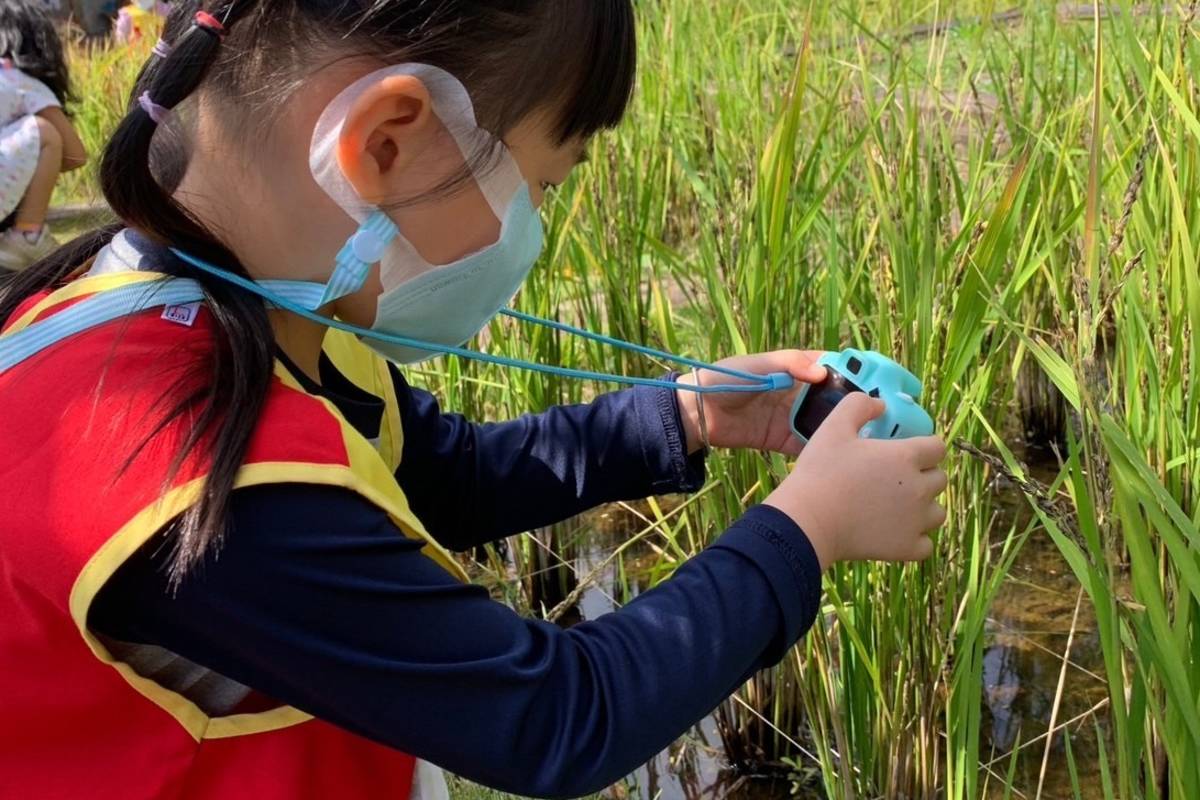 幼生在埤塘實際觀察黑水虻的生長歷程