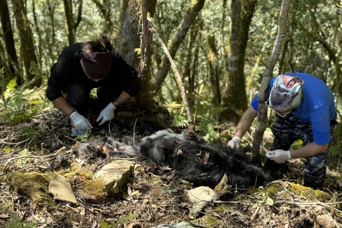 林業及自然保育署臺東分署去年11月野放的高齡臺灣黑熊Hundiv(閽帝夫)終老於原生棲地的殼斗森林。(臺東分署提供)

 
