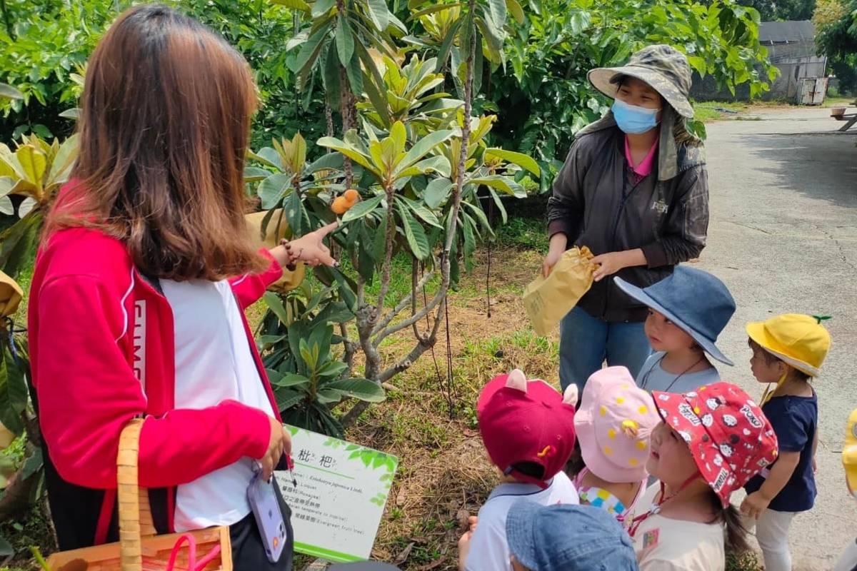 學童們在教師引導下認識枇杷（圖源：明道幼兒園）