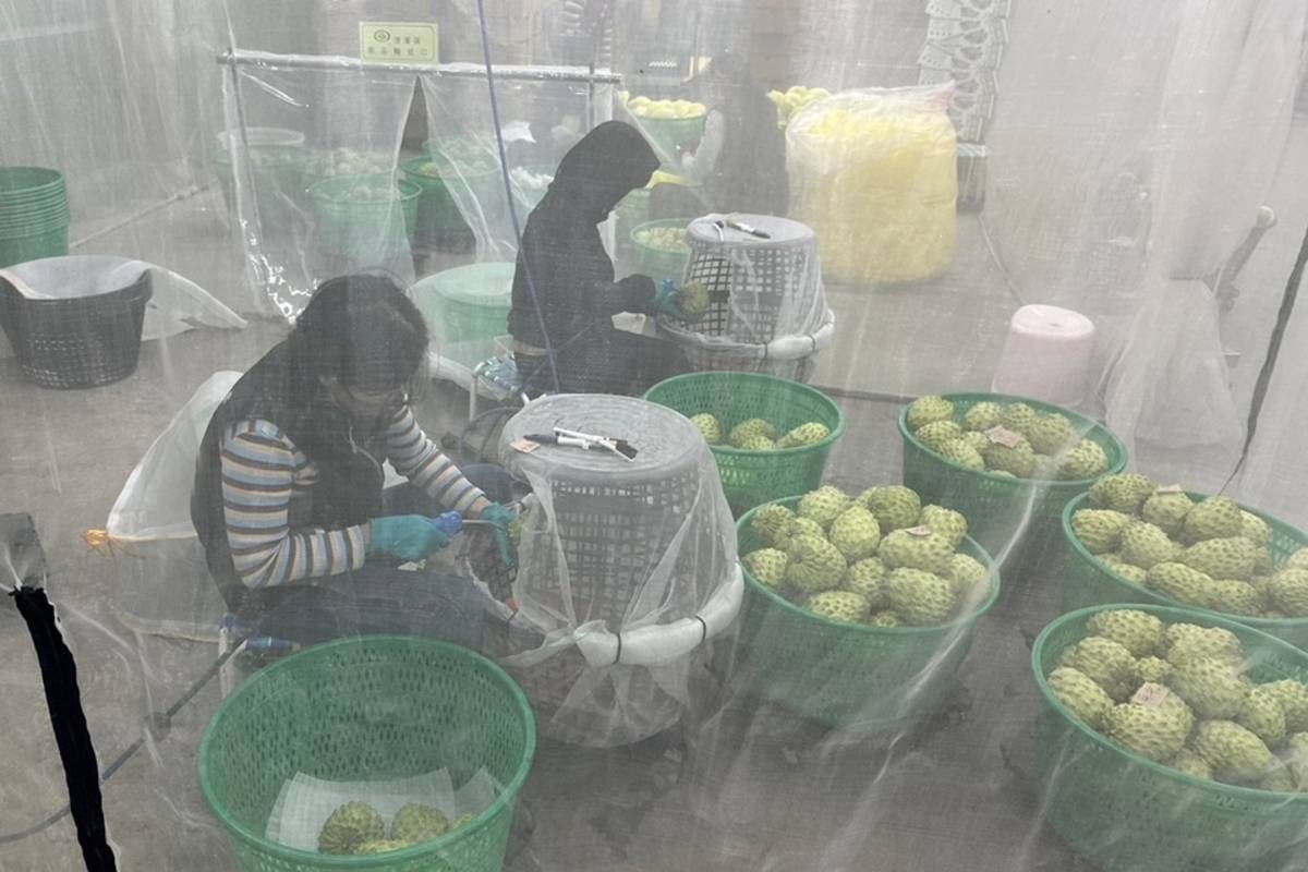 臺東縣農業處呼籲各包裝廠業者落實品管及標準化清潔作業流程，精進鳳梨釋迦產業。