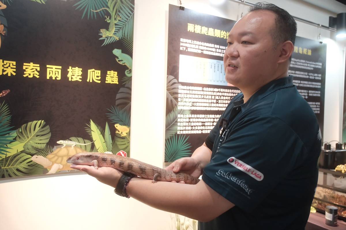 兩棲爬蟲動物協會理事洪慶翔與愛寵藍舌蜥蜴小藍.