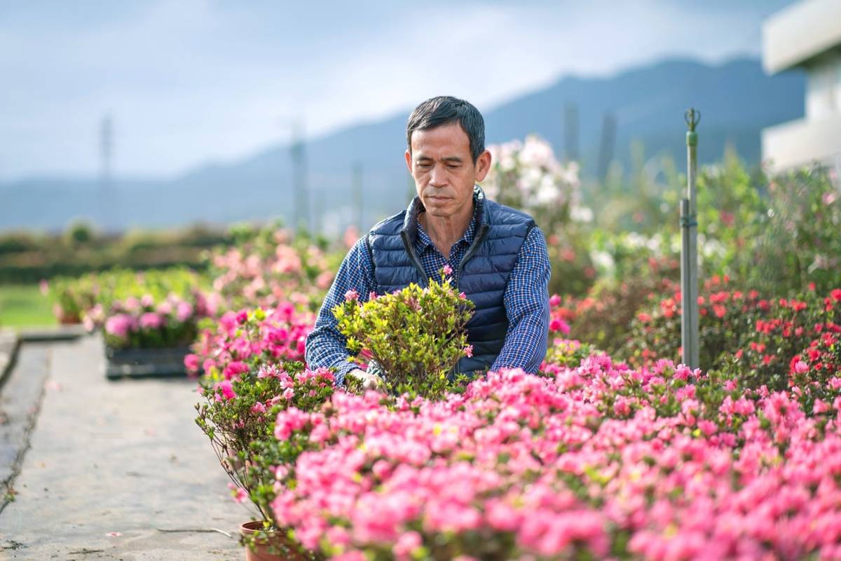 遊程將至蔡文生的茂生苗圃近距離欣賞杜鵑，學習杜鵑種植技巧，化身杜鵑職人