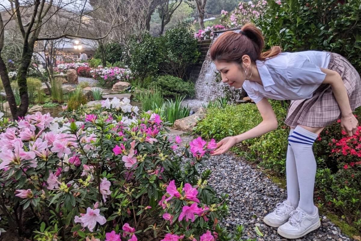 萬金杜鵑將從2月22日至3月10日，在萬里區觀光公園及瑪鋉運動公園熱鬧登場，展區計1.5公頃(資料照片)