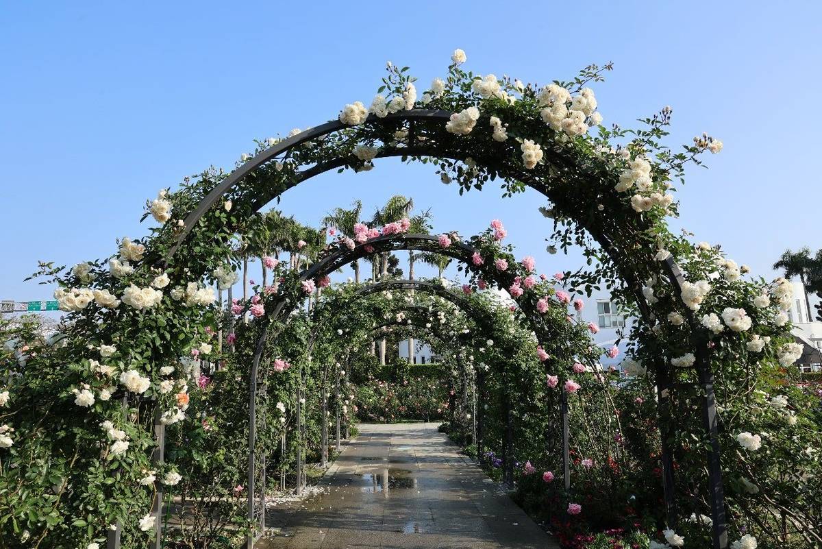 2024年臺北玫瑰展以「玫園藝事」為主題，帶大家一覽玫瑰的精緻園藝風采