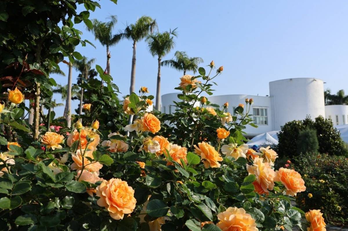 2024年臺北玫瑰展登場，預計3月中旬可看到玫瑰盛開景象