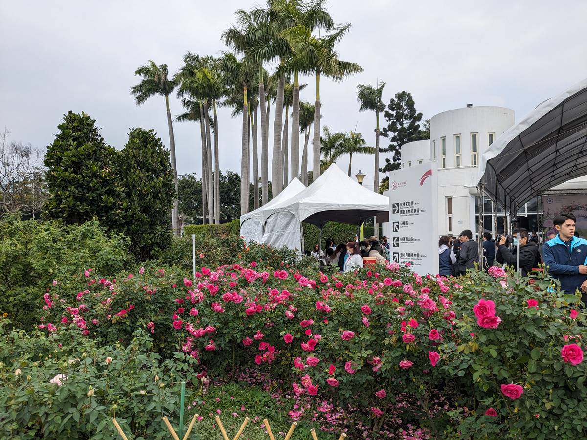 臺北玫瑰展一覽800個品種近5,000株玫瑰