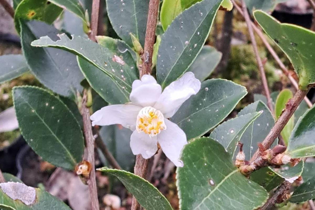 贈送苗種之一細葉山茶(林業保育署提供)。