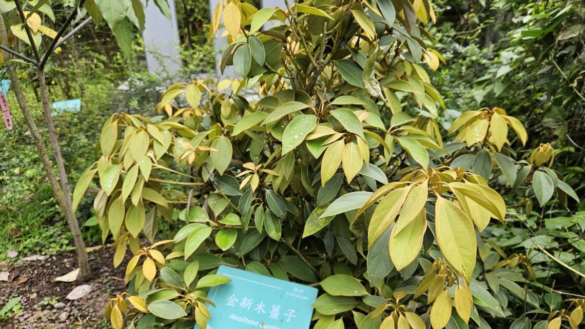 植物園-金新木薑子