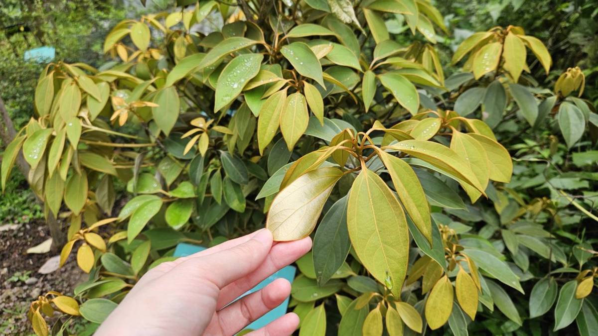 植物園-金新木薑子葉背