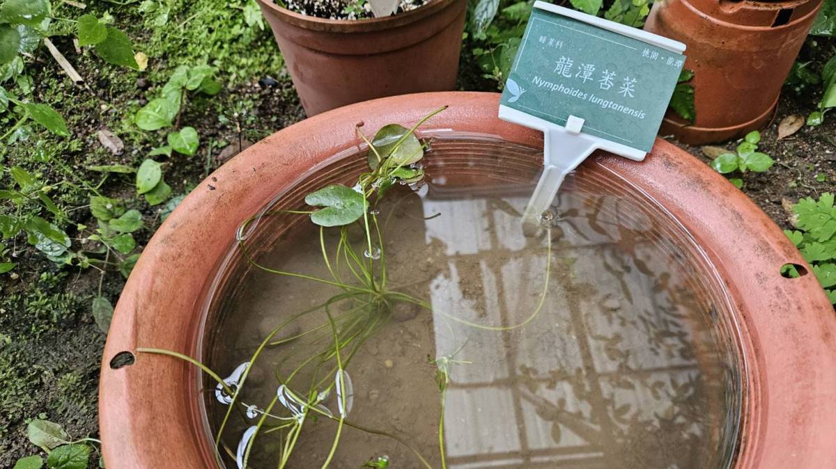 植物園-龍潭莕菜
