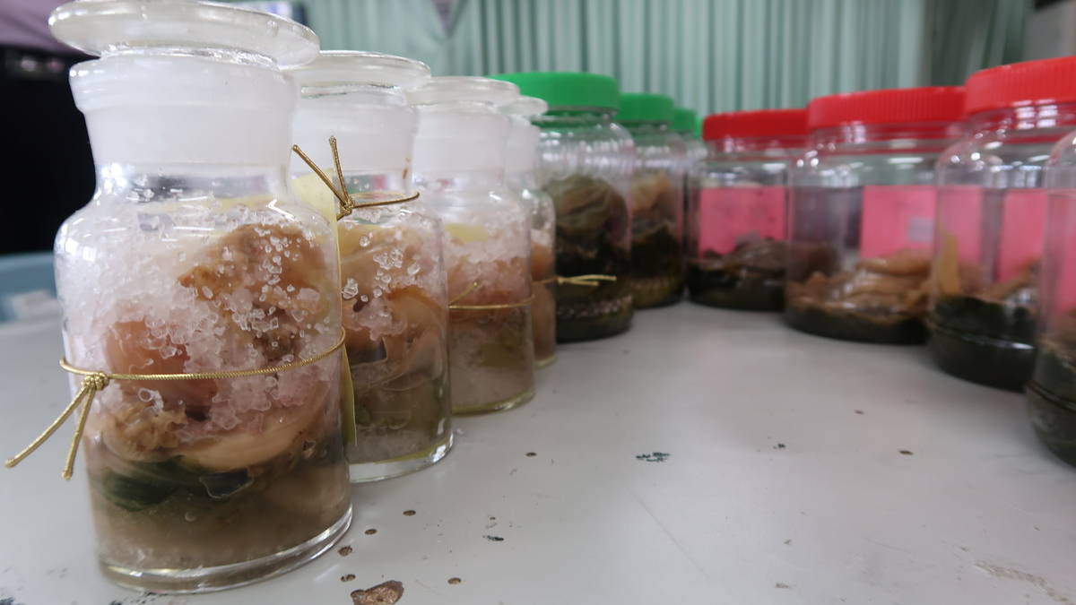 客家芥菜加了不同濃度的鹽，出現不同的風味