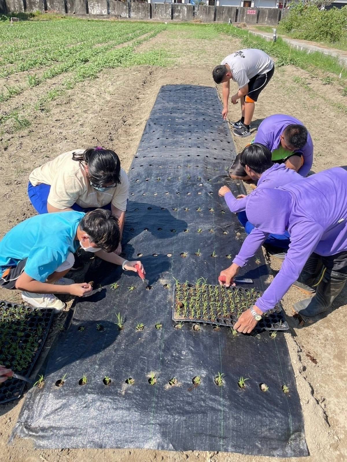 旗山農工學生栽種小米