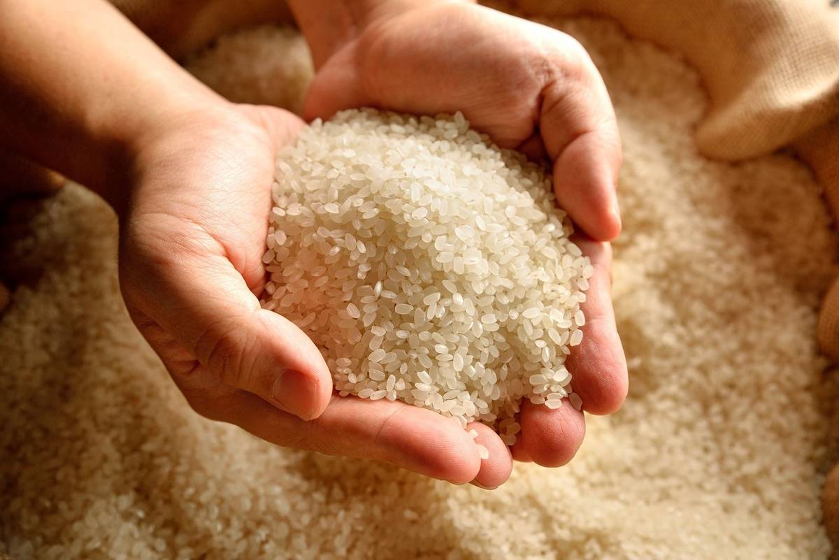 花蓮富里-天賜糧源股份有限公司碾製「鱉溪」灌溉出的優質好米